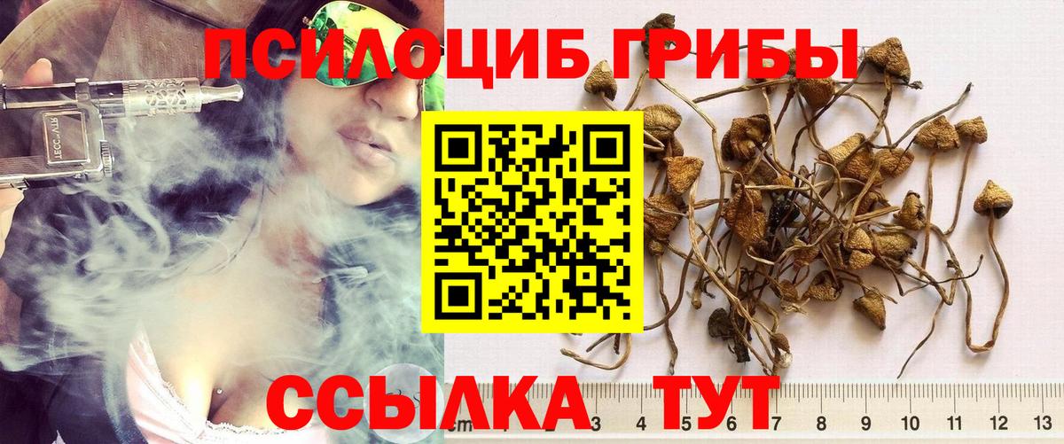 Галлюциногенные грибы Psilocybe Мичуринск